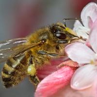 2009 (3) MARCH Honey Bee Feeding a 